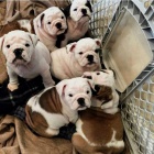 �t��ata anglick�ho buldoka.