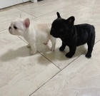 �t��ata francouzsk�ho buldo�ka.