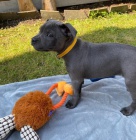 �t��ata staford��rsk�ho bulteri�ra.