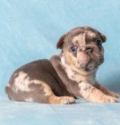 �t��ata francouzsk�ho buldoka.