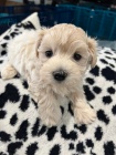 Maltipoo �t��ata.