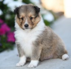 Prod�m kr�sn� o�kovan� �t��ata �heltie fenky a pejska