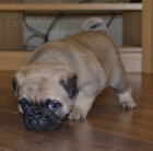 Prod�m kr�sn� b�ov� �t��ata mopse