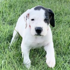 Prod�m b�l� o�kovan� �t��ata n�meck� dogy.