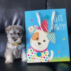 Prod�m zdrav� a o�kovan� �t��ata kn�ra�e Mini.