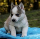 Prod�m �t��ata Pomskies