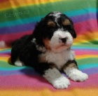 Prod�m zdrav� �t��ata Bernedoodle.