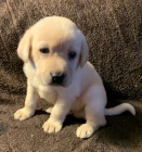 Prod�m zdrav� a o�kovan� �t��ata labradorsk�ho retr�vra.