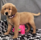 Prod�m od�erven� �t��ata zlat�ho retr�vra.