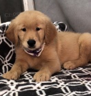 Prod�m od�erven� �t��ata zlat�ho retr�vra.