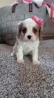 Kr�sn� a rozko�n� �t��ata Kaval�r King Charles Spaniel na prodej.