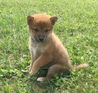 Prod�m o�kovan� �t��ata Shiba inu