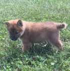 Prod�m �t��ata Shiba inu