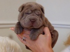 Prod�m ��nsk� �t��ata Shar-pei.