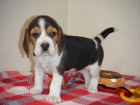 �t��ata BEAGLE na prodej.