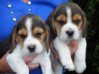�t��ata BEAGLE na prodej.