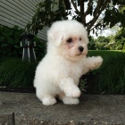 Prod�m �t��ata bi�onka.