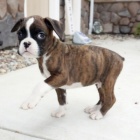 Prod�m kr�sn� o�kovan� �t��ata n�meck�ho boxera