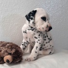 Prod�m kr�sn� a zdrav� o�kovan� �t��ata dalmatin�