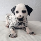 Prod�m o�kovan� �t��ata Dalmatin�