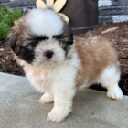 Prod�m �t��ata SHIH TZU