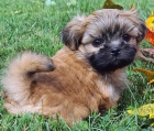 Prod�m o�kovan� �t��ata SHIH TZU