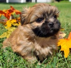 Prod�m o�kovan� �t��ata SHIH TZU