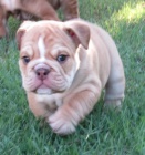 Prod�m zdrav�, o�kovan� a od�erven� �t��ata anglick�ho buldo�ka