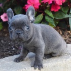 Prod�m �t��ata francouzsk�ho buldo�ka.