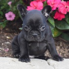 �ty�i o�kovan� �t��ata fenky a psa francouzsk�ho buldo�ka na prodej.