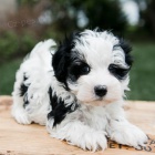�t��ata havanese na prodej.
