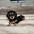 Prod�m zdrav� �t��ata dlouhosrst�ch jezev��k�