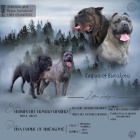 Cane Corso �t��ata na prodej