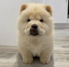Chow Chow �t��ata k adopci.