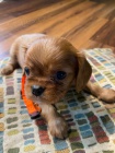 Cavalier King Charles �t��ata k adopci.
