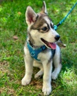 Rodokmen �t��at sibi�sk�ho husky k adopci.