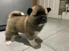 Rodokmen �t��at Akita k adopci.