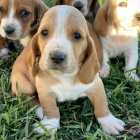 Kr�sn� �t��ata Basset Hound k adopci.