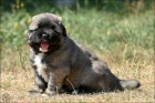 Kavkazsk� pasteveck� pes s PP FCI