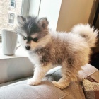 sladk� pomsky �t��ata