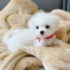 hezk� maltsk� �t���tka