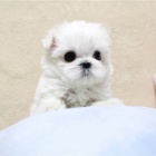 2 hezk� maltsk� �t���tka