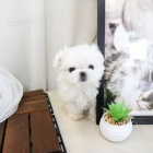 2 hezk� maltsk� �t���tka