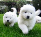 samoyed �t��ata