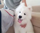 samoyed �t��ata
