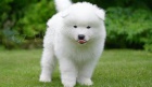 samoyed �t��ata