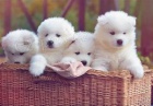 samoyed �t��ata ;*