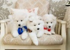 samoyed �t��ata ;*