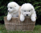samoyed �t��ata ;*