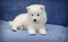 samoyed �t��ata ;*